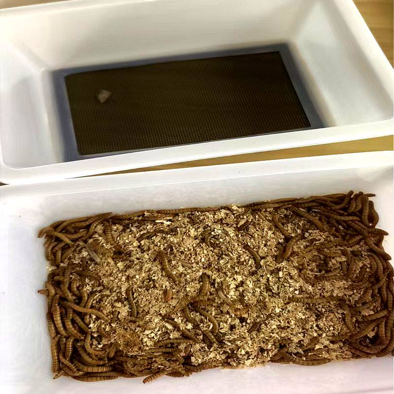 面包虫养殖盒粪便过滤盒产卵繁殖爬宠缸/箱