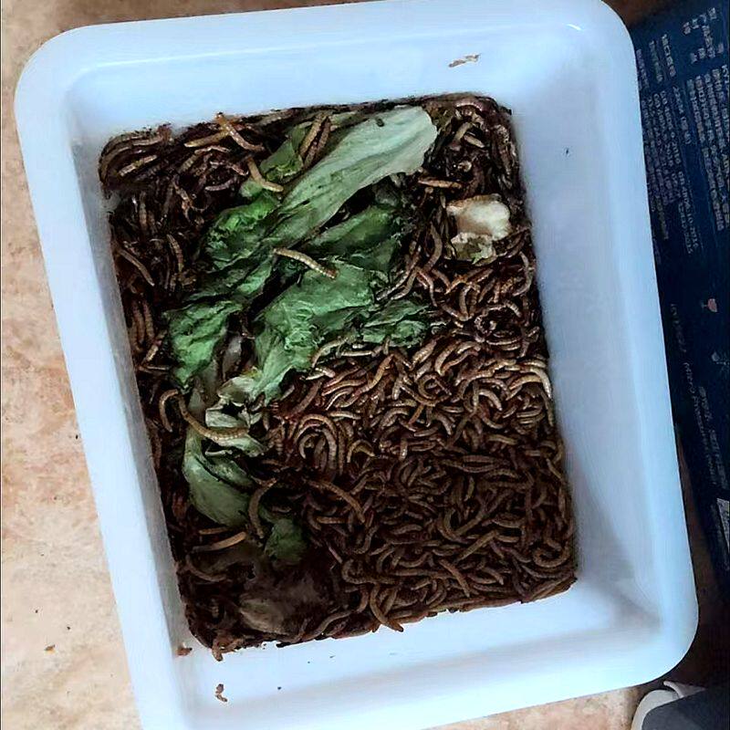 面包虫养殖盒粪便过滤盒产卵繁殖爬宠缸/箱
