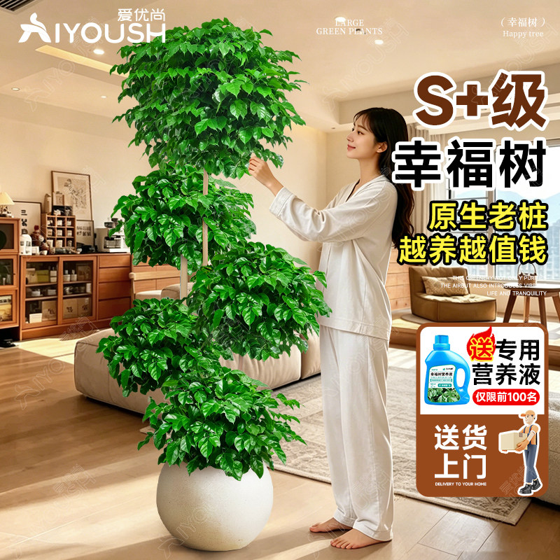 幸福树客厅大盆栽老桩植物客厅高级感办公室内大型绿植四季好养活