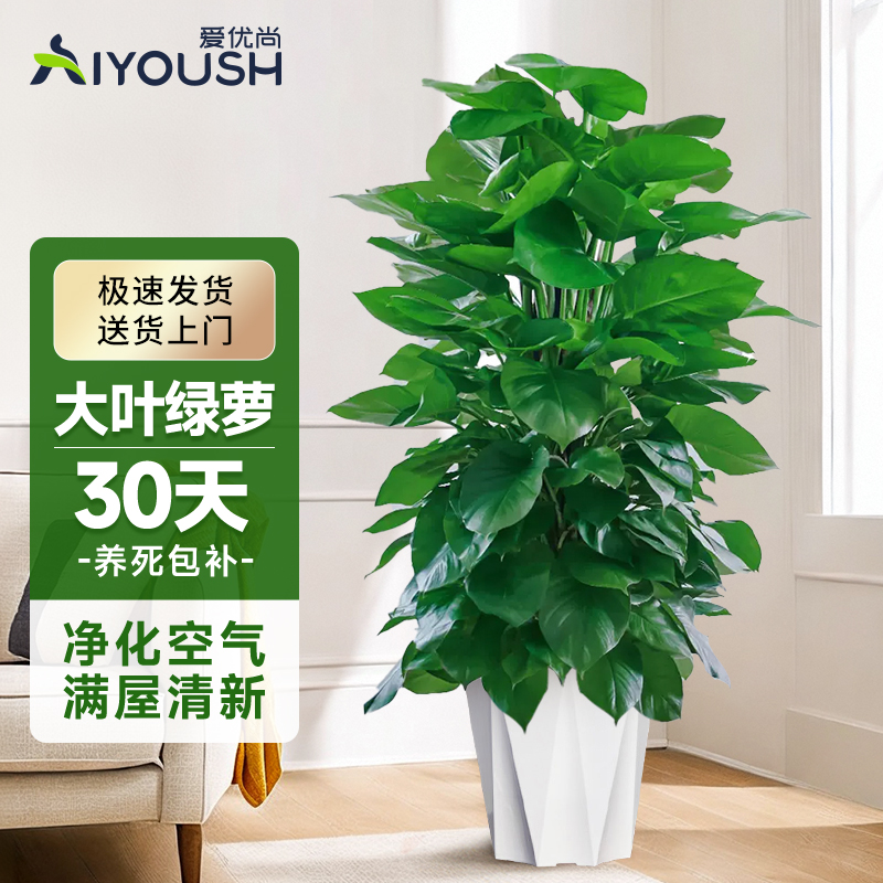 爱优尚大型绿植大叶绿萝