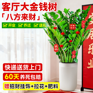 金钱树客厅大花盆绿植室内旺宅盆栽盆景植物金钱榕茶室禅意摇钱树
