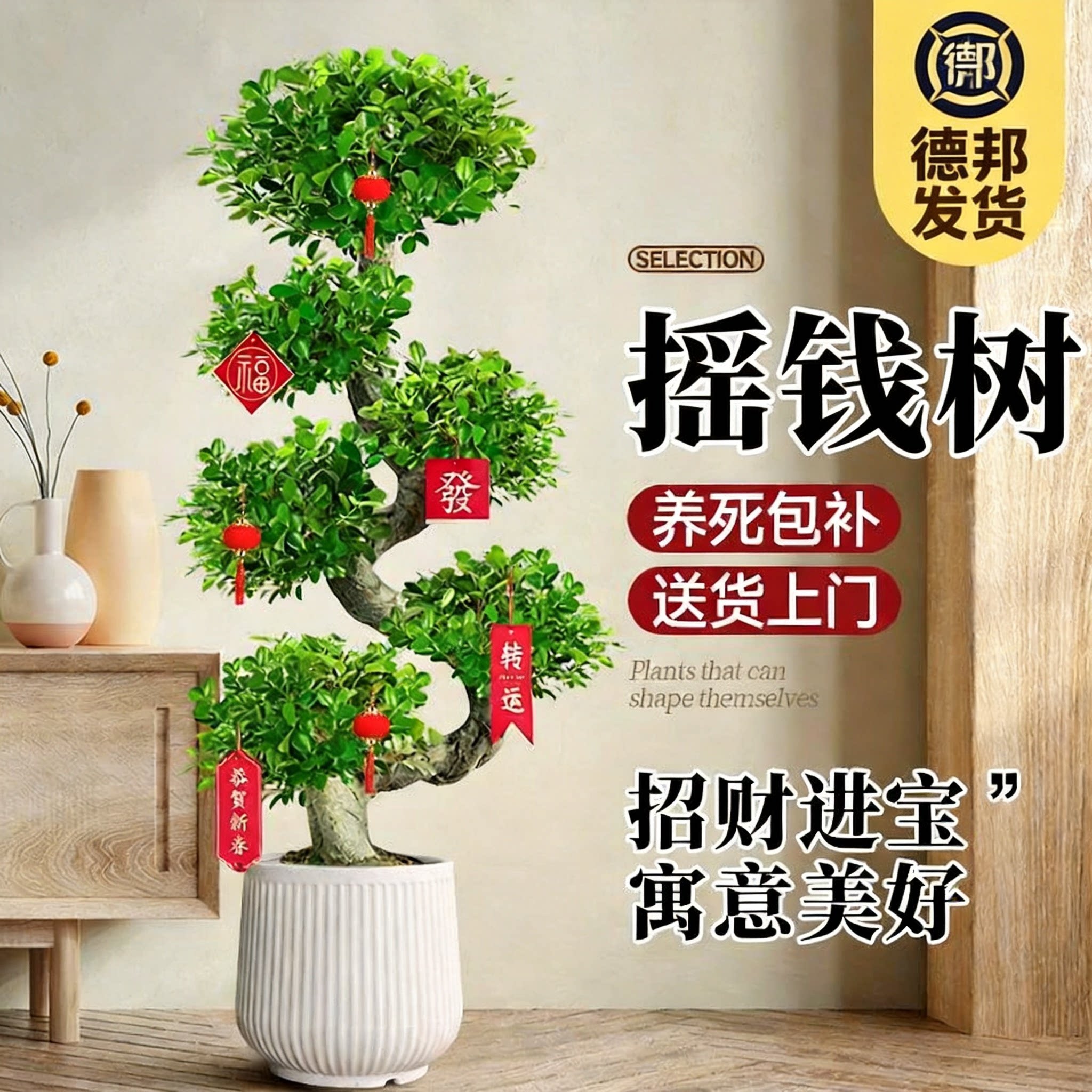 高级感客厅造型金钱榕金钱树图片
