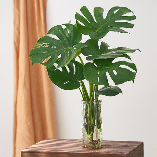 3-5年老桩龟背竹水培带根室内