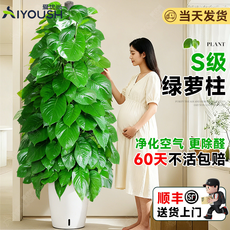 大叶绿萝柱盆栽客厅绿植大型办公室居家净化空气除甲醛好养活植物