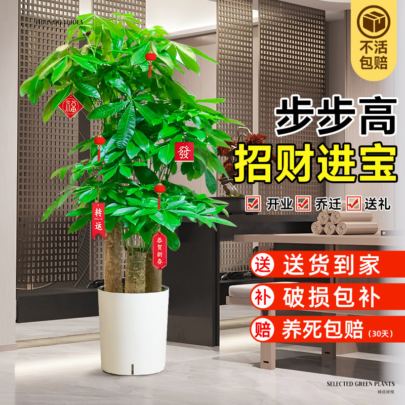 步步高发财树客厅大盆栽大型落地招财绿植物花卉开业送礼乔迁之喜,鲜花速递/花卉仿真/绿植园艺,大型绿植/成品组合盆栽,淘宝优惠券,粉丝福利购,淘宝优惠卷