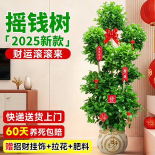 2025新款摇钱树绿植金钱树盆景植物客厅室内金钱榕好养活发财树