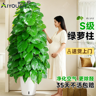 大叶绿萝柱盆栽客厅绿植大型办公室居家净化空气除甲醛好养活植物