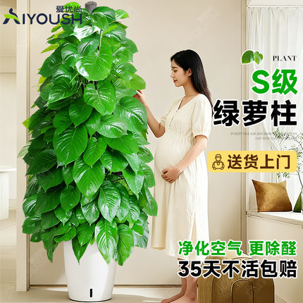 大叶绿萝柱盆栽客厅绿植大型办公室居家净化空气除甲醛好养活植物