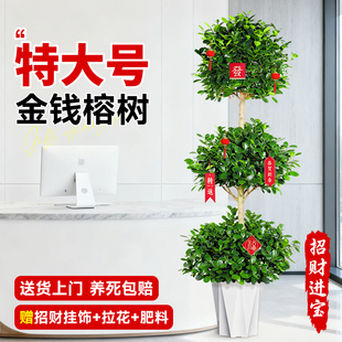 金钱榕树盆景特大号绿植办公室落地发财树大树绿植室内大型招财树