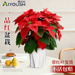 一品红盆栽室内四季开花圣诞花年宵花卉桌面观赏四季红叶植物好养