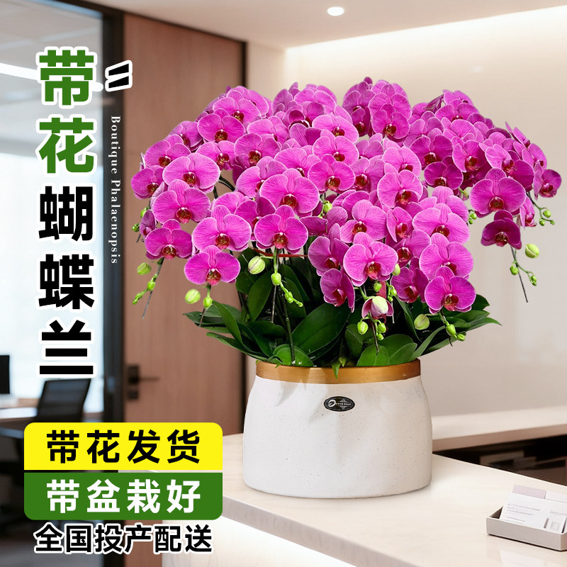 蝴蝶兰同城配送北京上海鲜花大盆栽带花苞花剑精品年宵花乔迁之喜