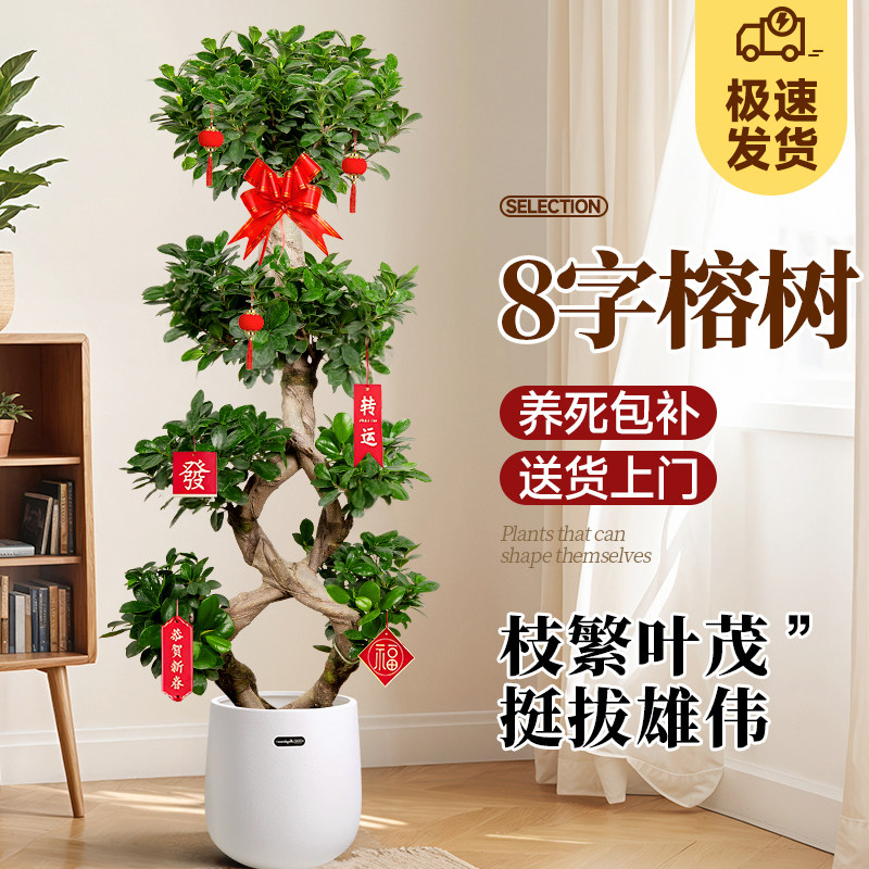 8字金钱榕客厅大花盆栽室内大型绿植金钱树摇钱树发财树榕树植物