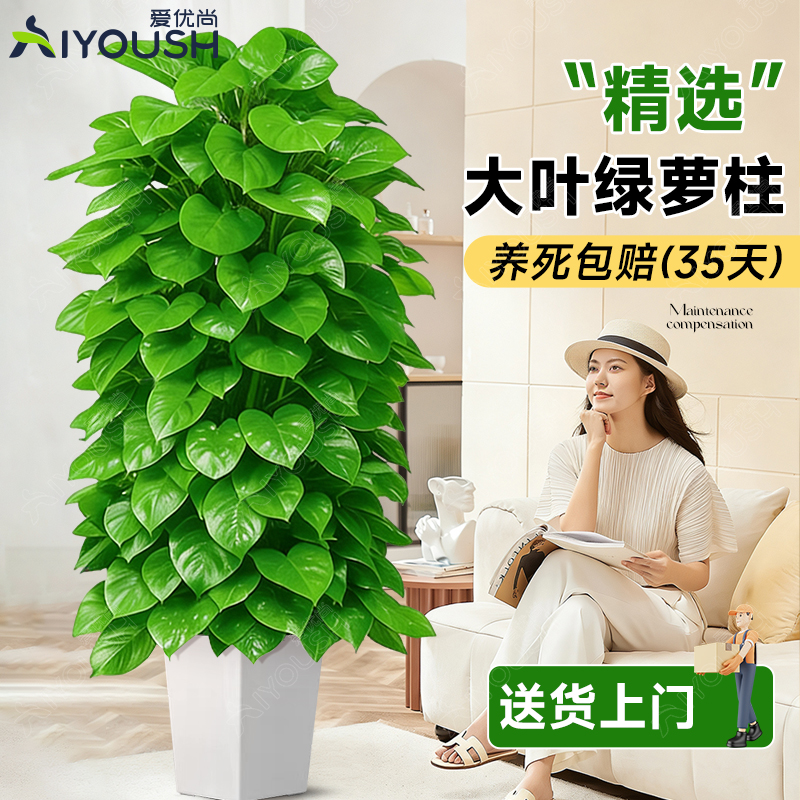 客厅净化空气除甲醛好养活植物