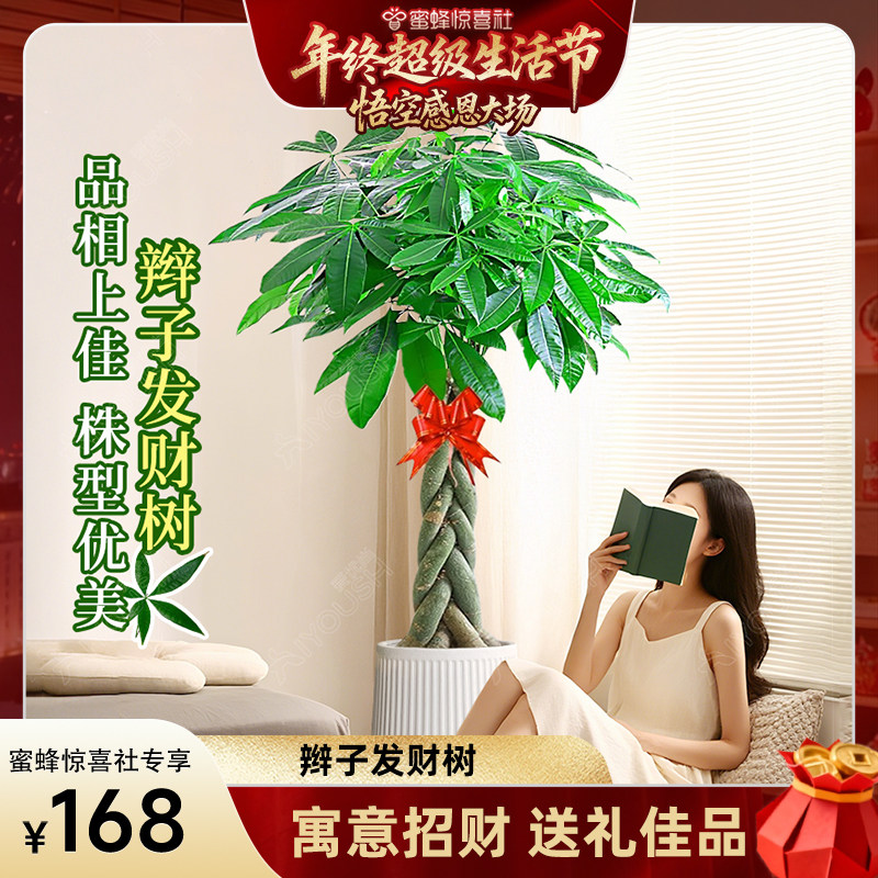 年终超级生活节发财树天堂鸟客厅大盆栽旺宅室内植物好养大型落地,鲜花速递/花卉仿真/绿植园艺,大型绿植/成品组合盆栽,淘宝优惠券,粉丝福利购,淘宝优惠卷