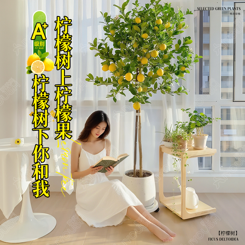 叹为观止带果香水柠檬树盆栽