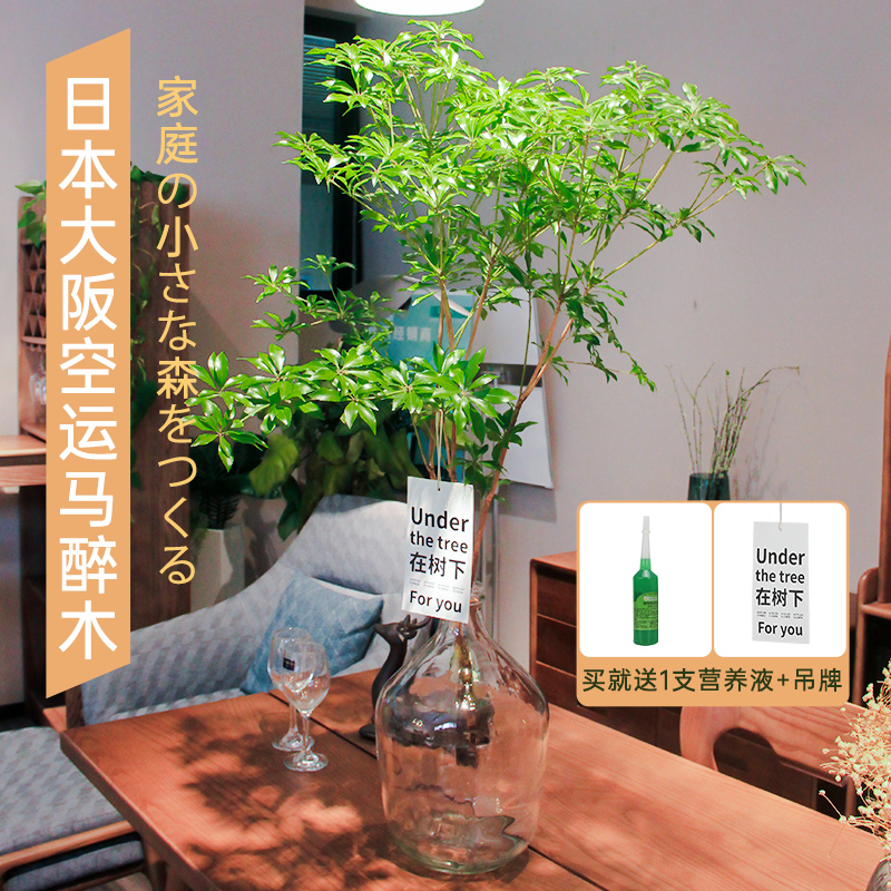 吊钟水培植物日本进口绿植马醉木鲜切枝室内好养客厅水养花卉盆栽-封面