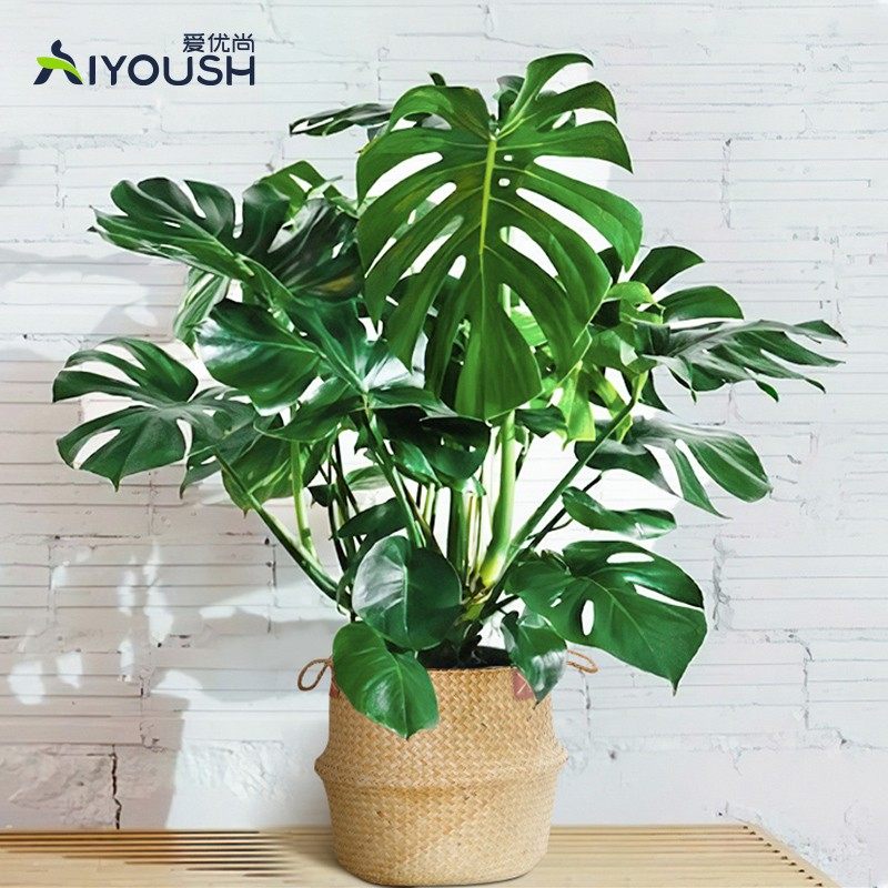 爱优尚龟背竹大盆栽室内落地植物客厅大颗热带植物北欧风ins绿植在类目 鲜花速递/花卉仿真/绿植园艺, 花卉/绿植盆栽（新）, 绿植中 - 来自Buy2taobao.com提供专业的淘宝代购服务
