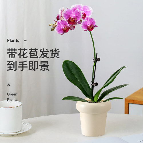 花形似蝶幸福飞来蝴蝶兰盆栽