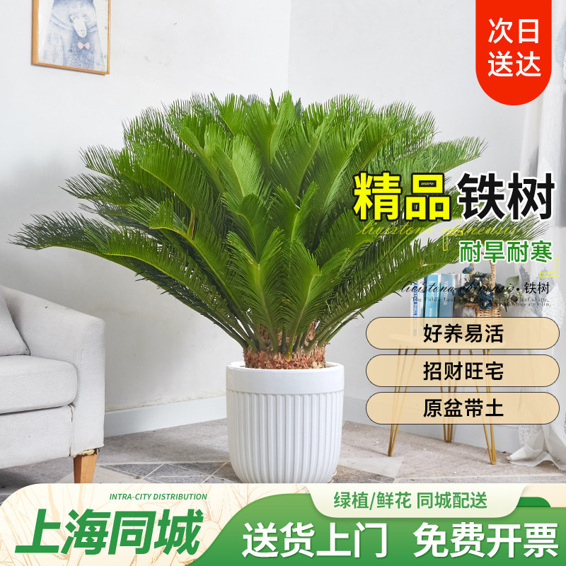 【上海同城】铁树盆栽室内外客厅大型落地盆栽耐寒四季常青好养,鲜花速递/花卉仿真/绿植园艺,绿植,淘宝优惠券,粉丝福利购,淘宝优惠卷