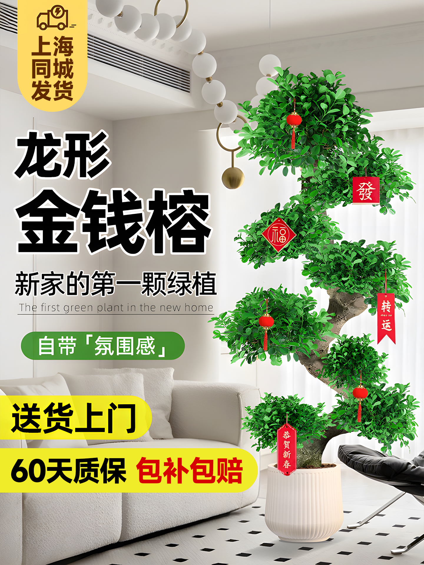 造型金钱榕盆景大盆栽小叶植物室内招财摇钱树客厅大型绿植发财树