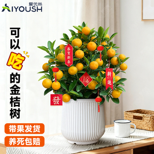 四季金桔树小盆栽带果室内客厅果树植物四季挂果耐寒花卉绿植好养