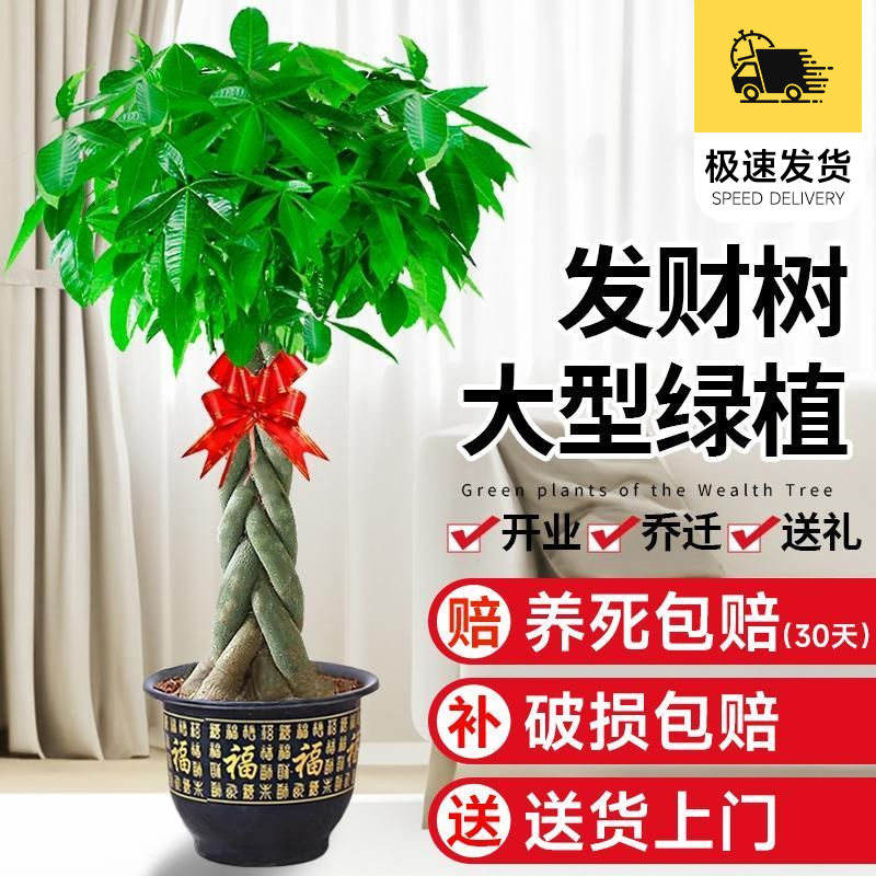 “真发财”树乔迁开业最合适绿植