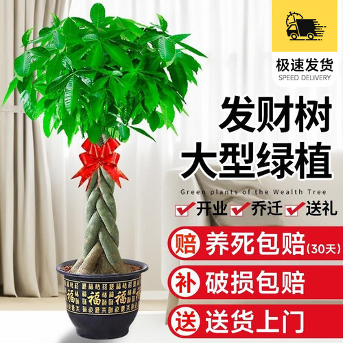 “真发财”树乔迁开业最合适绿植