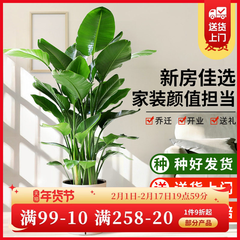 爱优尚天堂鸟客厅绿植室内大型盆栽四季好养大叶花卉植物鹤望兰
