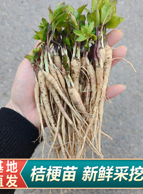 桔梗苗新鲜桔梗名贵药材苗中药材种植苗百合枸杞金银花玉竹黄芩