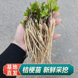 桔梗苗新鲜桔梗名贵药材苗中药材种植苗百合枸杞金银花玉竹黄芩