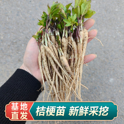 桔梗苗新鲜桔梗名贵药材苗中药材种植苗百合枸杞金银花玉竹黄芩