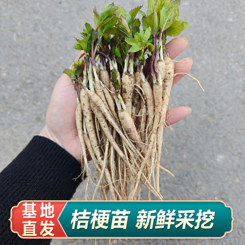 桔梗苗新鲜桔梗名贵药材苗中药材种植苗百合枸杞金银花玉竹黄芩