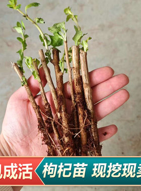 枸杞苗现挖枸杞树苗宁夏红枸杞药用食用枸杞种苗四季盆栽易活耐寒
