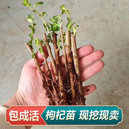 枸杞苗现挖枸杞树苗宁夏红枸杞药用食用枸杞种苗四季盆栽易活耐寒