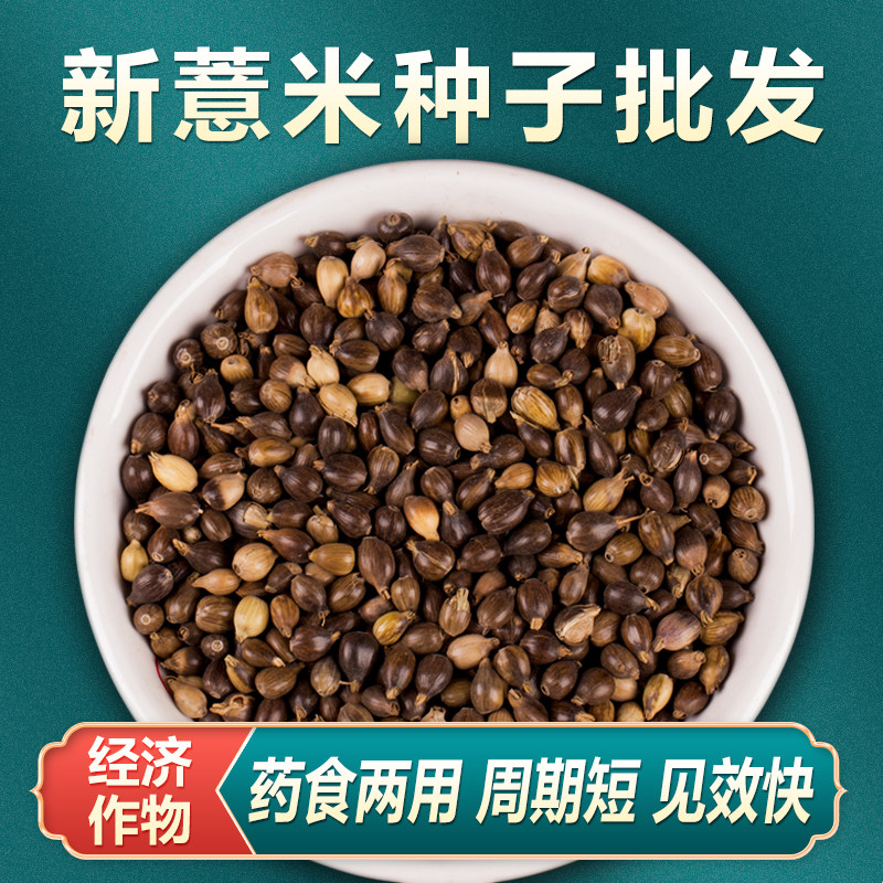 薏米种子薏苡仁种籽六谷子四季播种药食两用小薏米草珠子五谷杂粮
