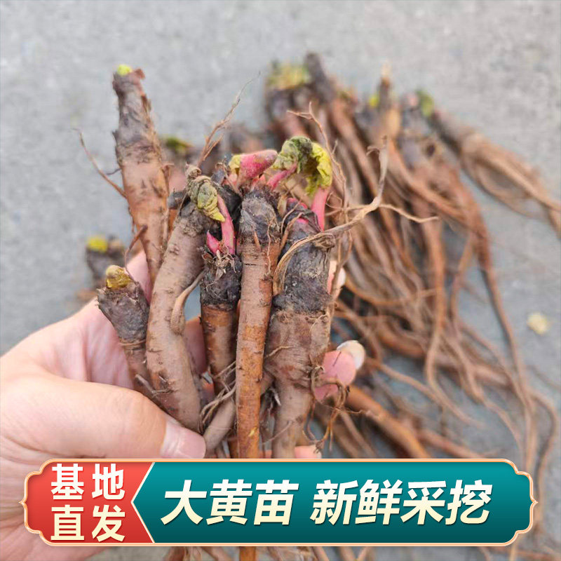 现挖新鲜大黄大黄苗大黄掌叶多年生植物种植简单易活