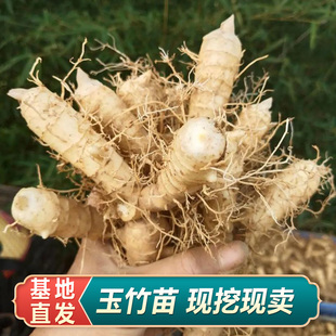 玉竹苗新鲜玉竹苗须根带芽基地研学百草园药苗黄精桔梗党参当归苗