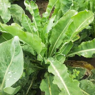 板蓝根种苗中药材苗板蓝根菜台盆栽地栽植物苗食用特色大青叶种籽