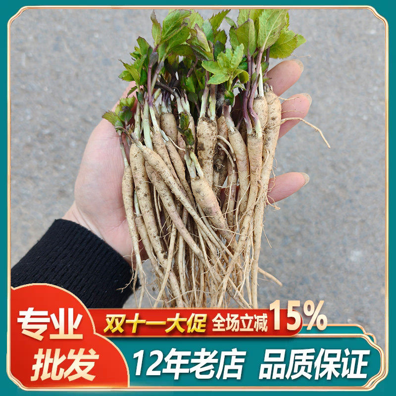桔梗苗新鲜桔梗名贵药材苗中药材种植苗百合枸杞金银花玉竹黄芩