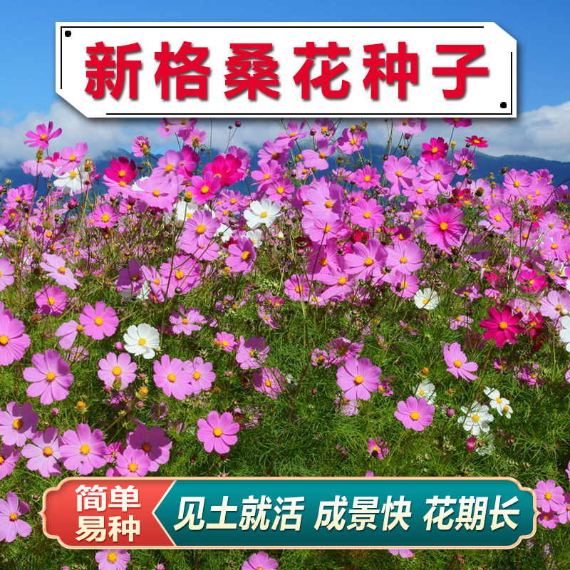 波斯菊花种子格桑花种籽子易活花籽庭院室外七彩花种四季开花种孑