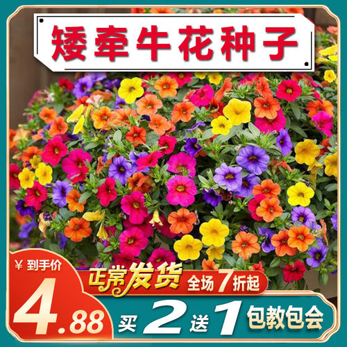 七色花种子质量怎么样 七色花种子口碑怎么样 小麦优选