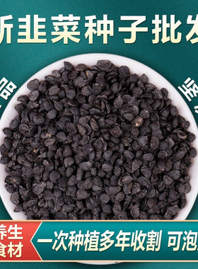紫根韭菜种子宽叶韭菜种籽新鲜韭菜根苗四季阳台盆栽种植蔬菜种孑