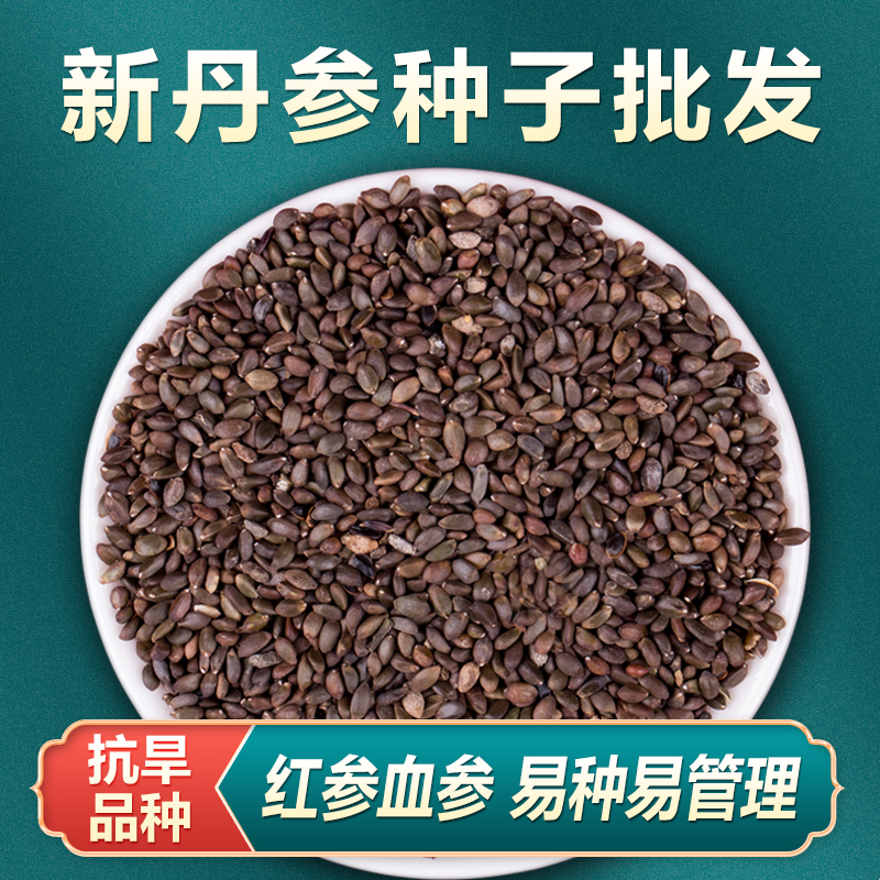 中药材丹参种籽野生特级参种子新鲜丹参种植苗草药当参黄芪新鲜苗