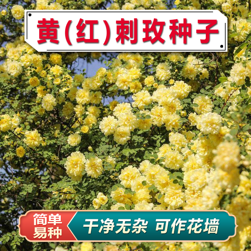 黄刺玫种子 红刺玫种子 刺玫花 硬皮刺 黄刺玫 玫瑰种子蔷薇花墙
