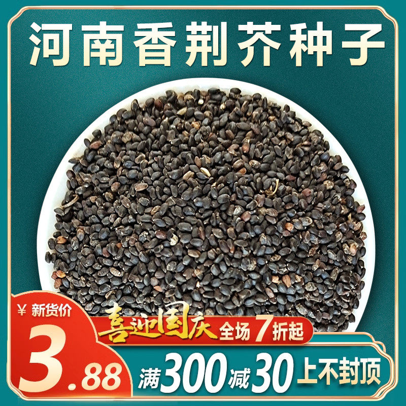 河南大叶荆芥种籽荆芥种子香荆芥菜种籽盆栽阳台家庭菜园蔬菜苗