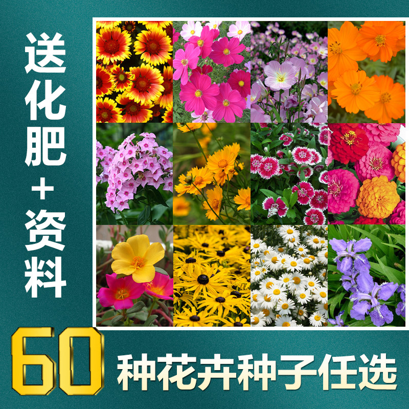 花卉种子花卉种孑大全盆栽懒人花卉植物好养四季阳台太阳花向日葵图片