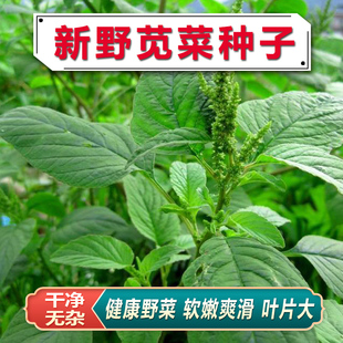 野苋菜野生苋菜种子野菜种子庭院阳台盆栽茴香紫苏刺苋菜籽种籽