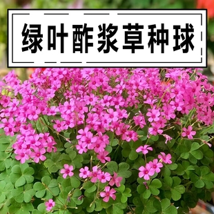 红花酢浆草种球炸酱草花园庭院室内盆栽红三叶幸运草花种子
