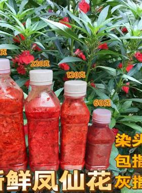 红白色凤仙花花瓣现摘新鲜治灰指甲草花染指甲粉泡脚酒小桃红泡酒