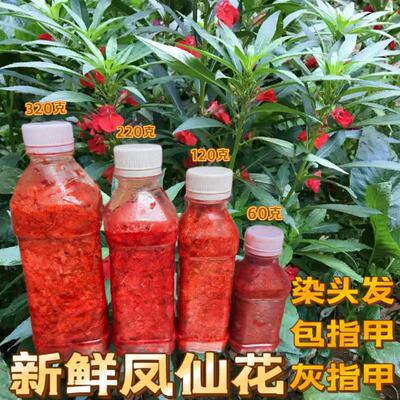 红白色凤仙花花瓣现摘新鲜